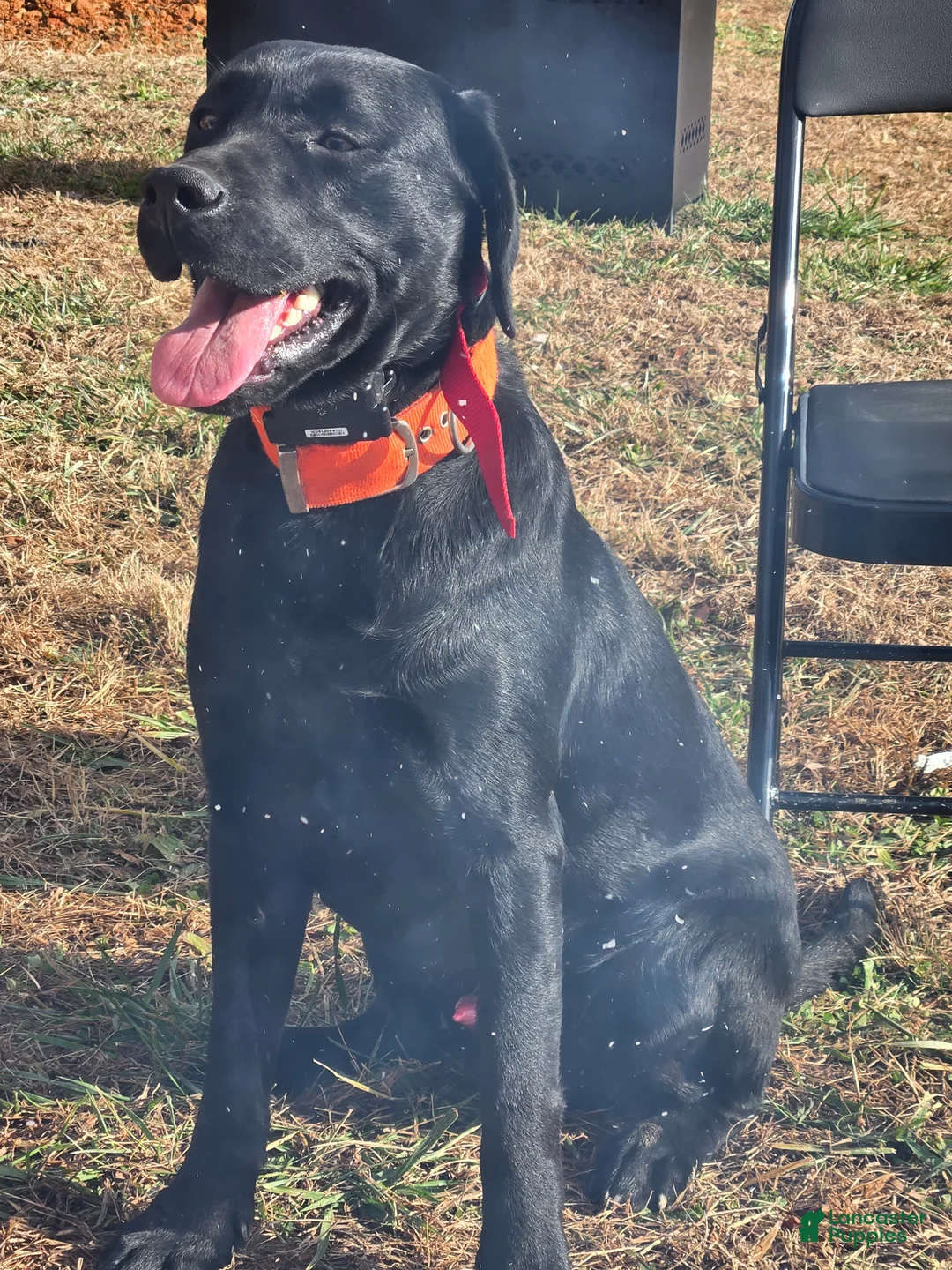 Goldador dogs for sale: Goldador Puppy 2 - Ad 7