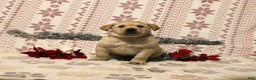 Labrador Retriever dogs for sale: Cooper - Ad 1