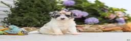 Havapoo dogs for sale: Cuddles  - Ad 11