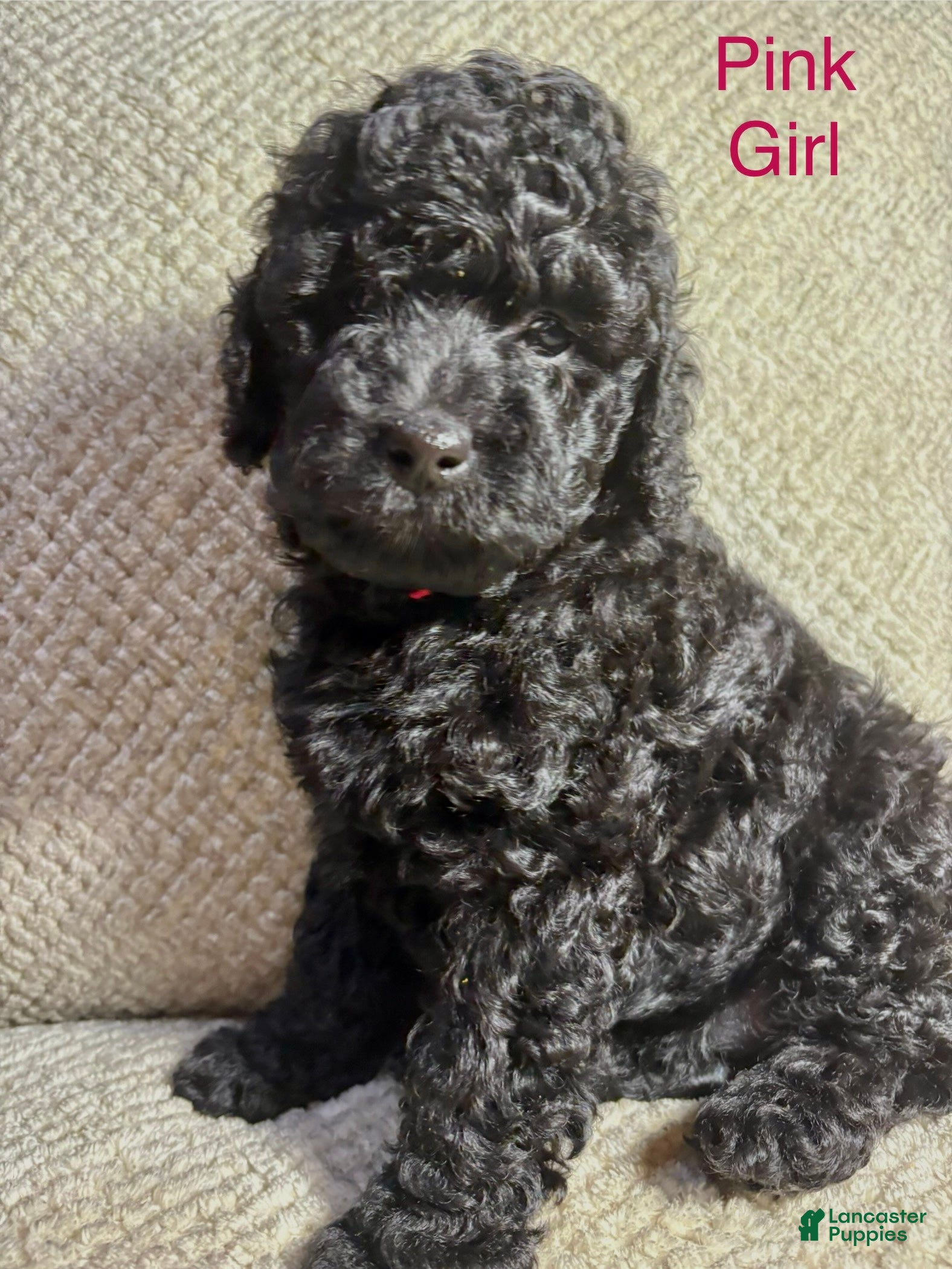 Cavapoo dogs Cavapoo Puppy 2 - Ad 38