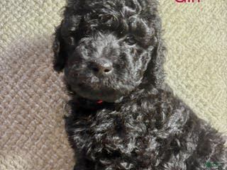 Cavapoo dogs Cavapoo Puppy 2 - Ad 38