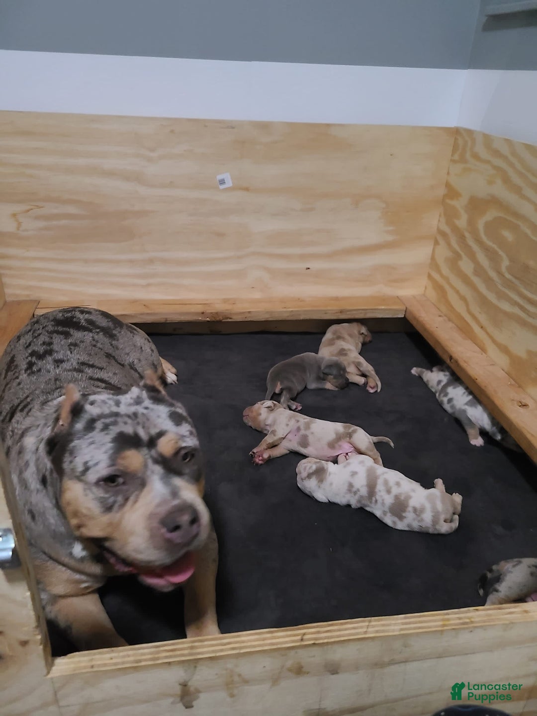 Gallery Image {{count}}