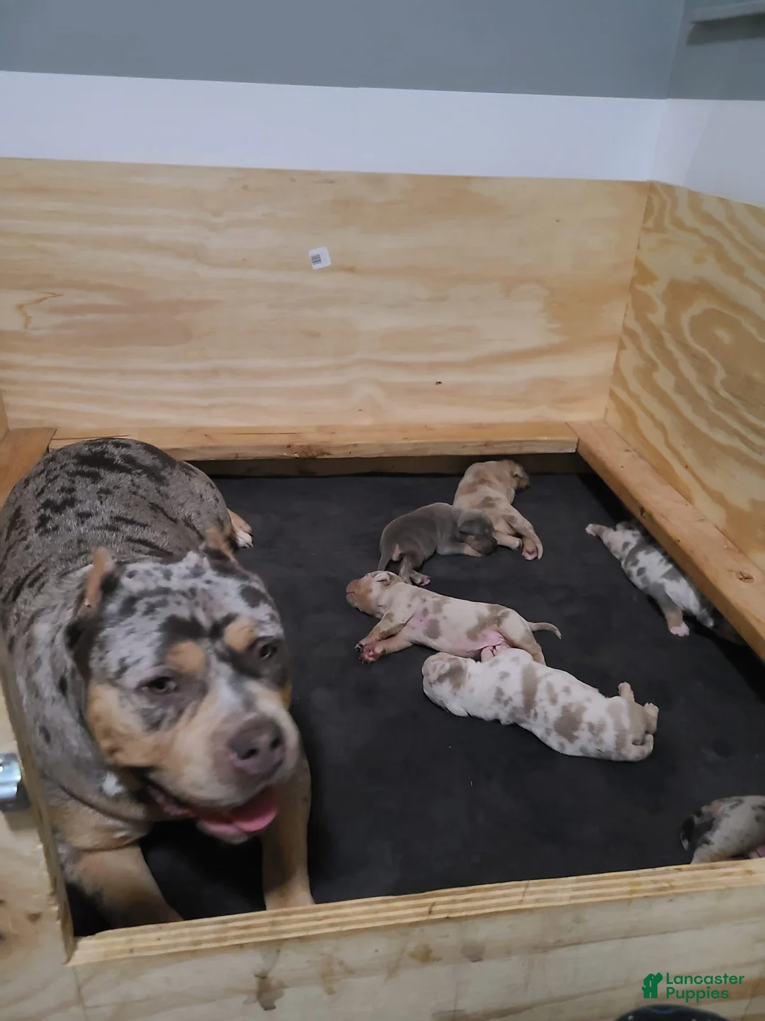 Gallery Image {{count}}