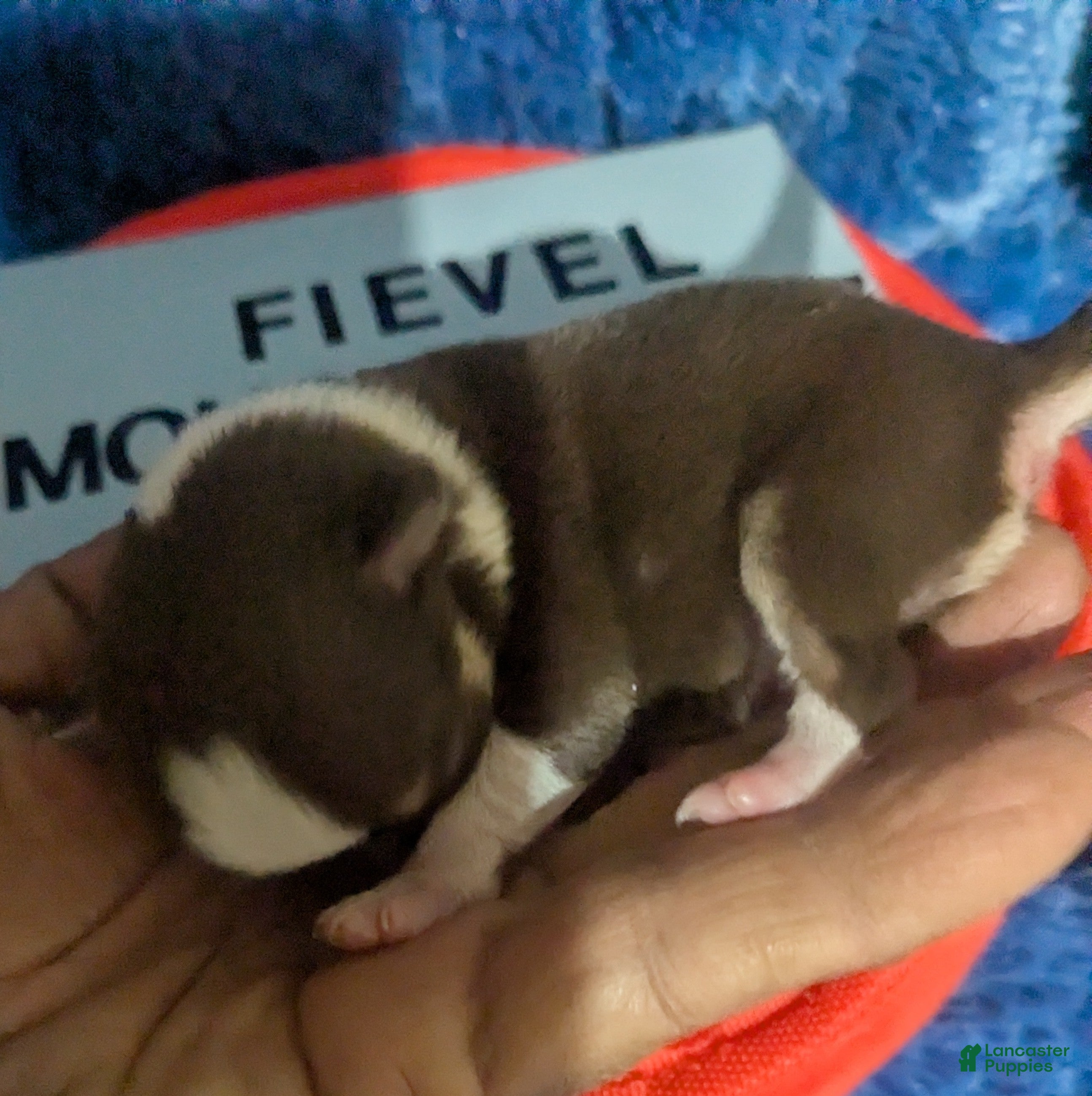 Chihuahua dogs for sale: Fievel Mousekowitz    - Ad 2
