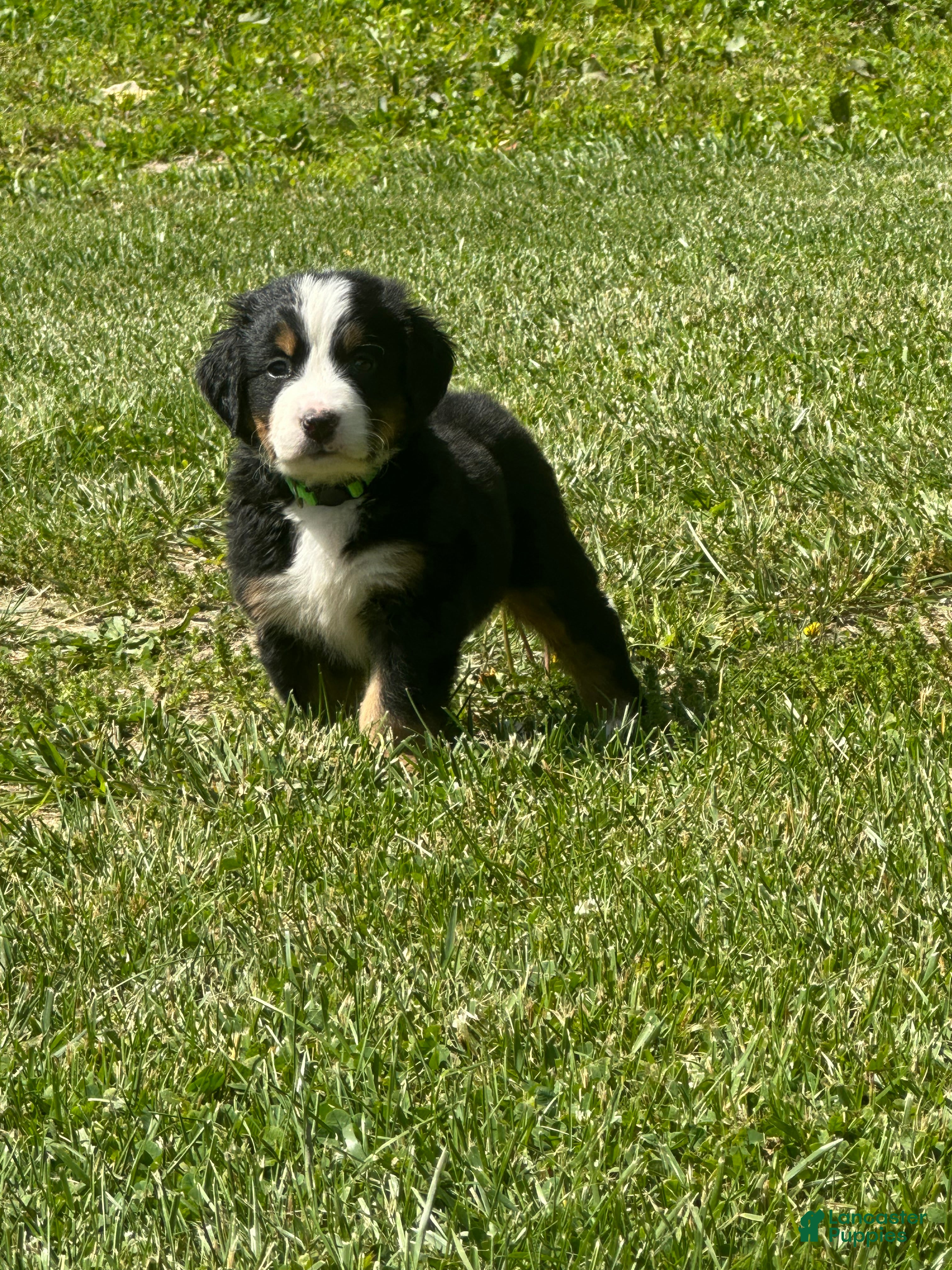 Bernese Mountain Dog dogs Berner bunch - Ad 1