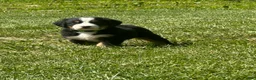 Bernese Mountain Dog dogs for sale: Berner bunch - Ad 1