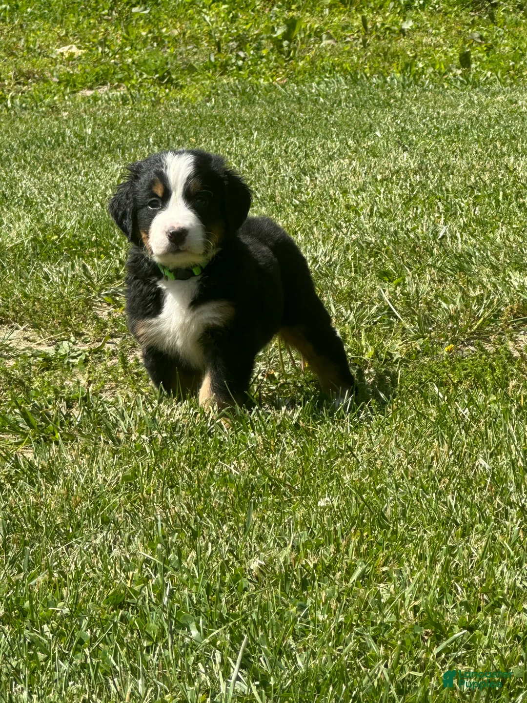 Bernese Mountain Dog dogs for sale: Berner bunch - Ad 1