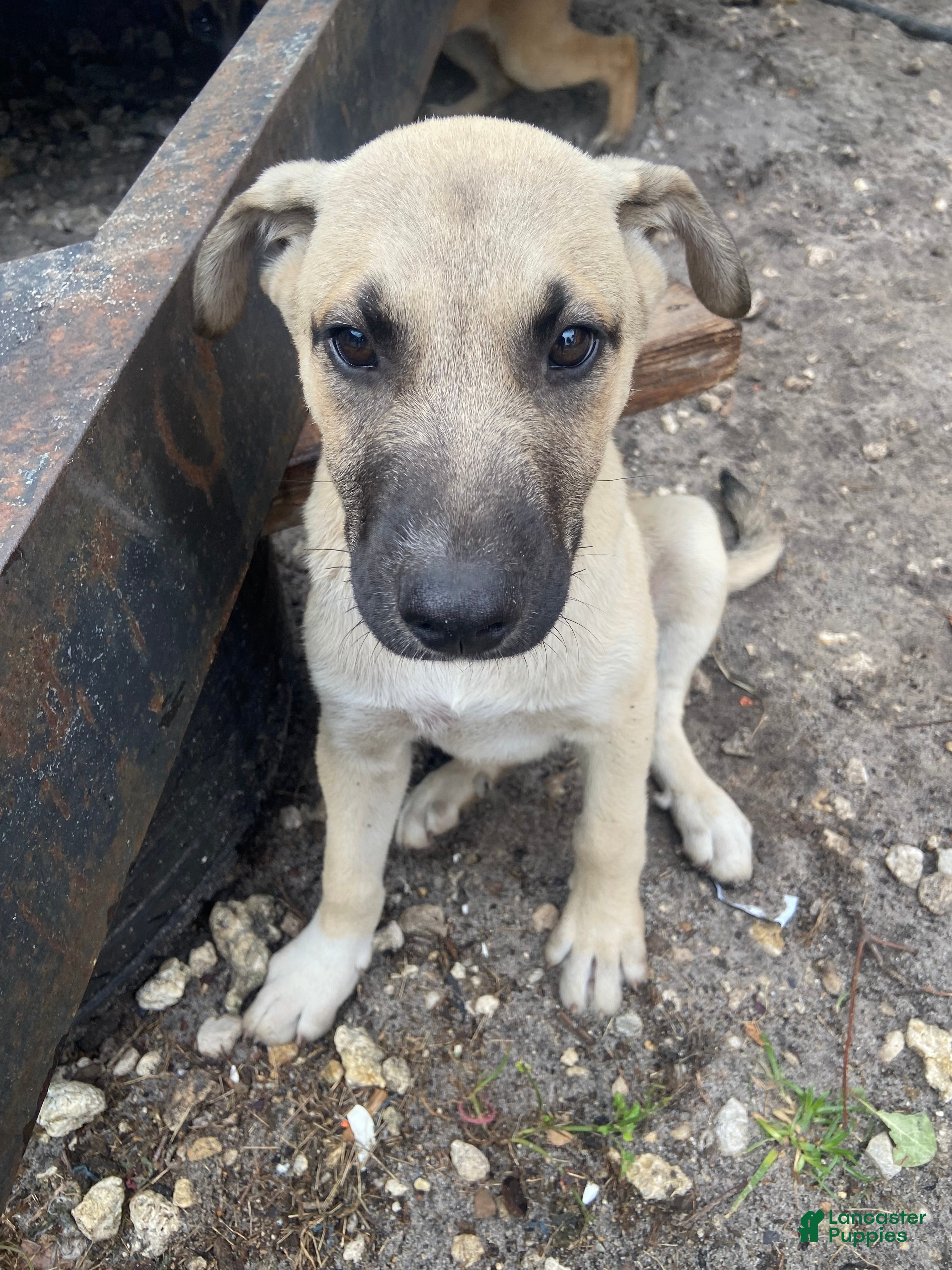 Mixed Breed dogs Bolt - Ad 25