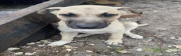 Mixed Breed dogs for sale: Bolt - Ad 1