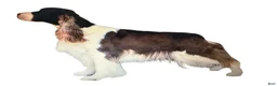 English Springer Spaniel dogs for sale: English Springer Spaniel Puppy Neo - Ad 4