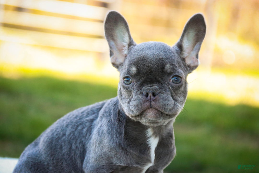 French Bulldog dogs for sale: Gretta - Ad 4