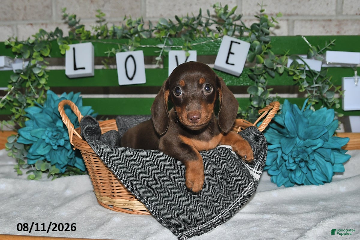 Miniature Dachshund dogs Jody - Ad 1