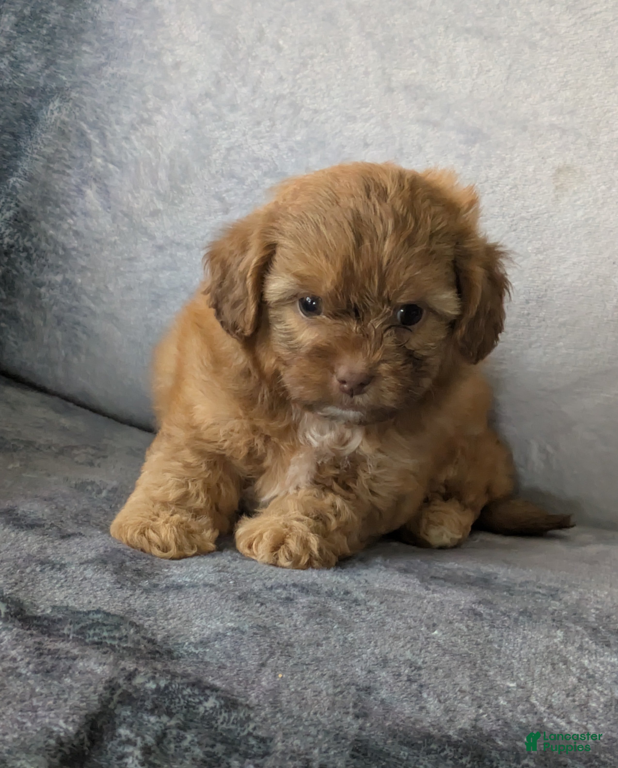 Shihpoo dogs Lila - Ad 12