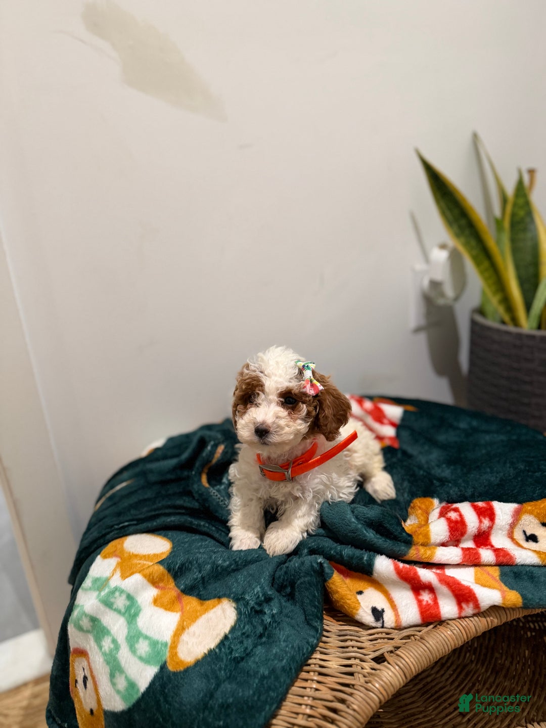 Toy Poodle dogs for sale: Cookie - Ad 4