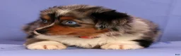 Miniature Australian Shepherd dogs for sale: Penny - Ad 5
