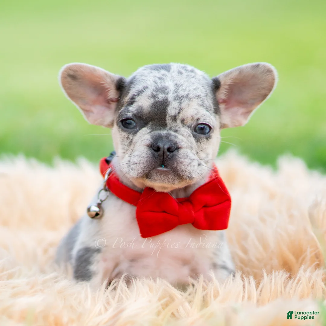 French Bulldog dogs for sale: Dumbo - Ad 1