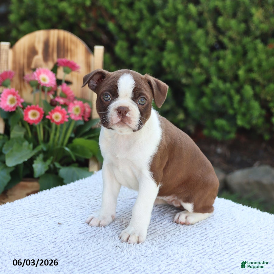 Boston Terrier dogs for sale: Dolly - Ad 1