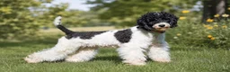 Miniature Poodle dogs for sale: Hannah - Ad 7