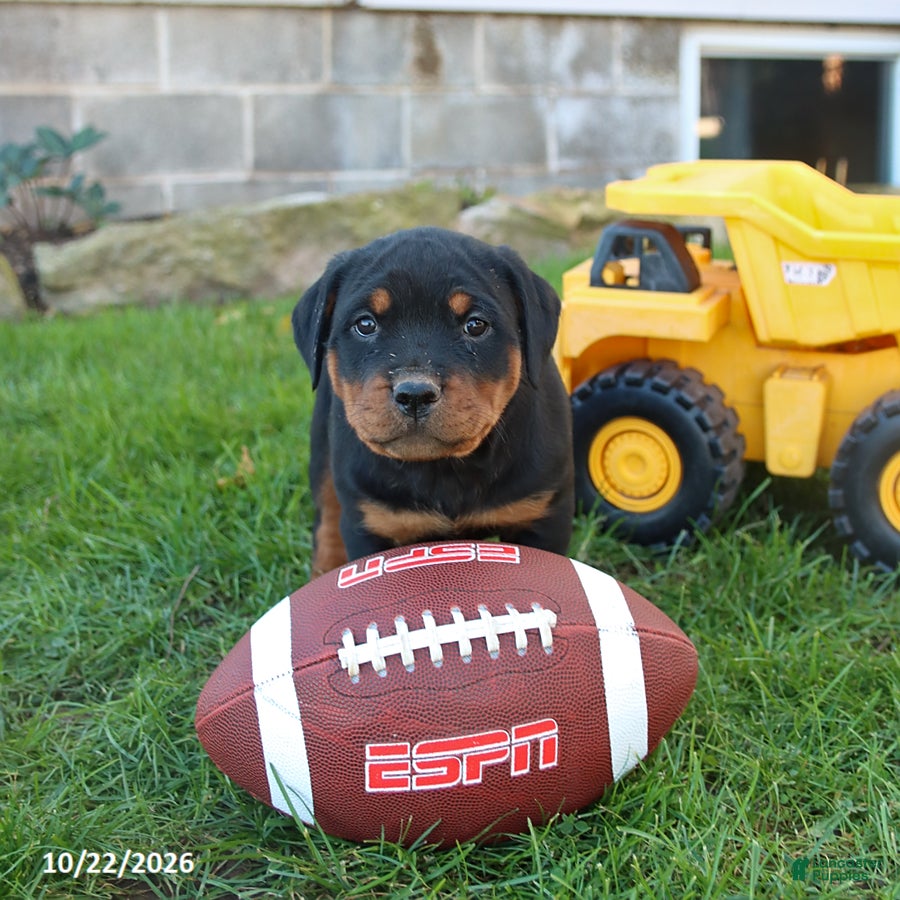 Rottweiler dogs for sale: Montana - Ad 2