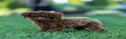 Toy Poodle dogs for sale: Raven Toy Poodle Puppy  - Ad 3