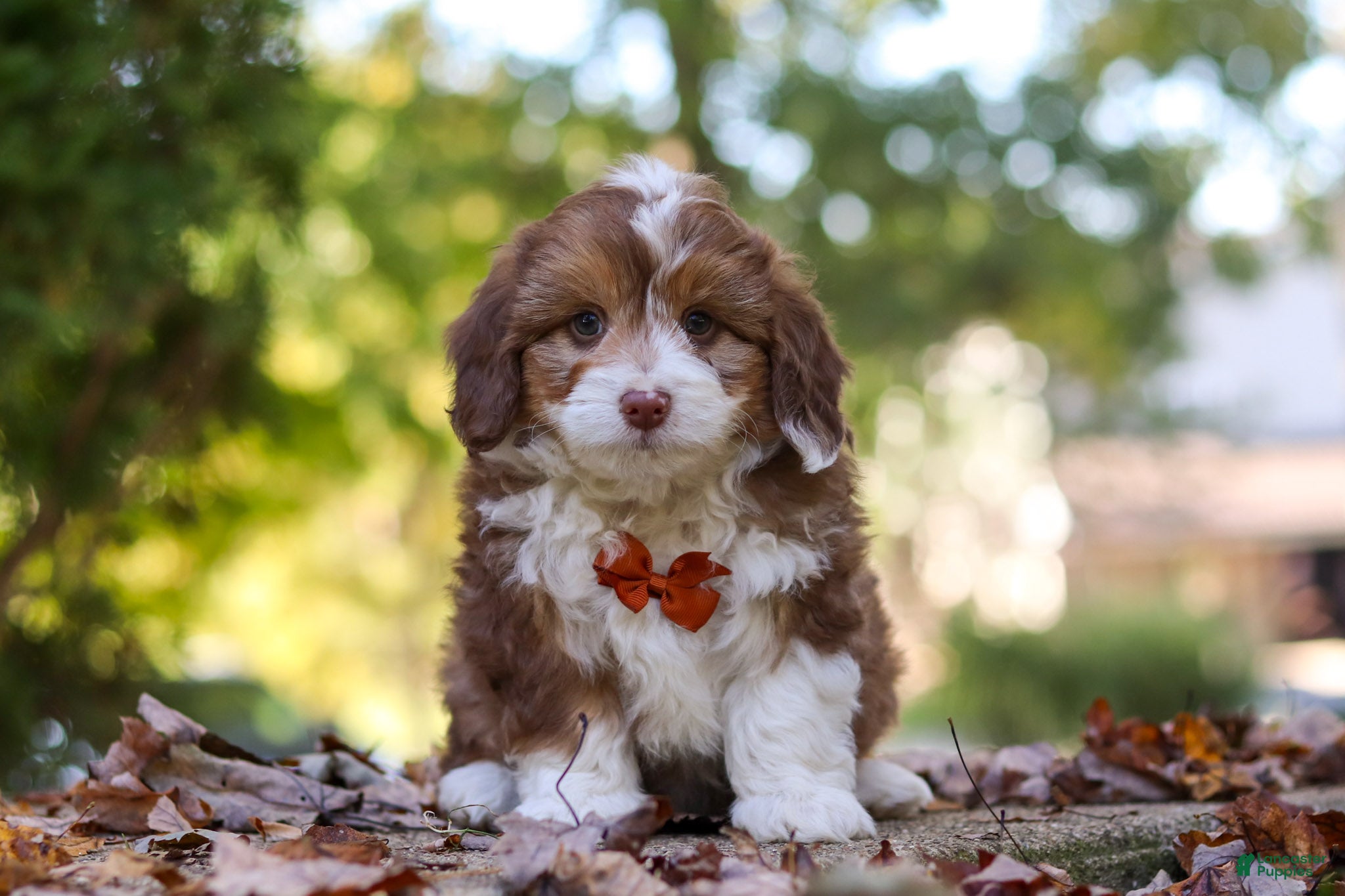 Charlie (Aussiedoodle Miniature, Male) in Sugarcreek, OH