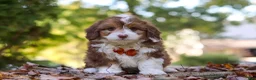 Mini Aussiedoodle dogs for sale: Charlie - Ad 1