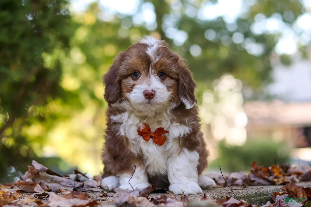 Mini Aussiedoodle dogs for sale: Charlie - Ad 1