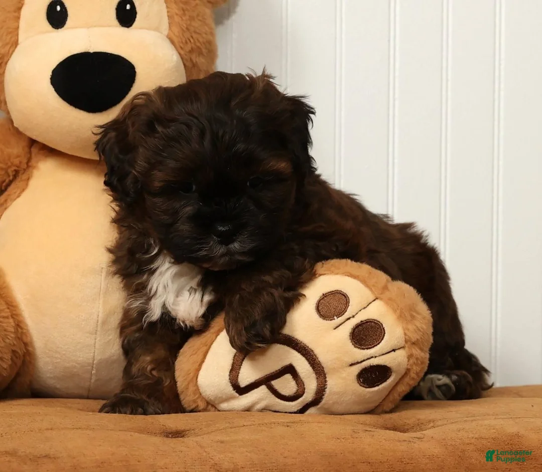 Shihpoo dogs for sale: Scotty - Ad 4