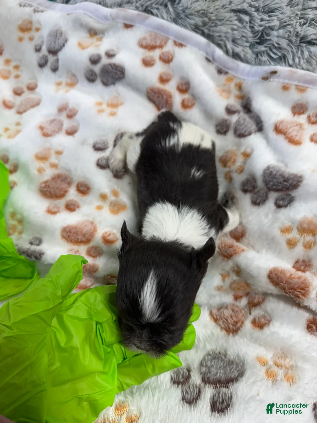 Yorkshire Terrier dogs for sale: Yorkshire Terrier Puppy 1 - Ad 3