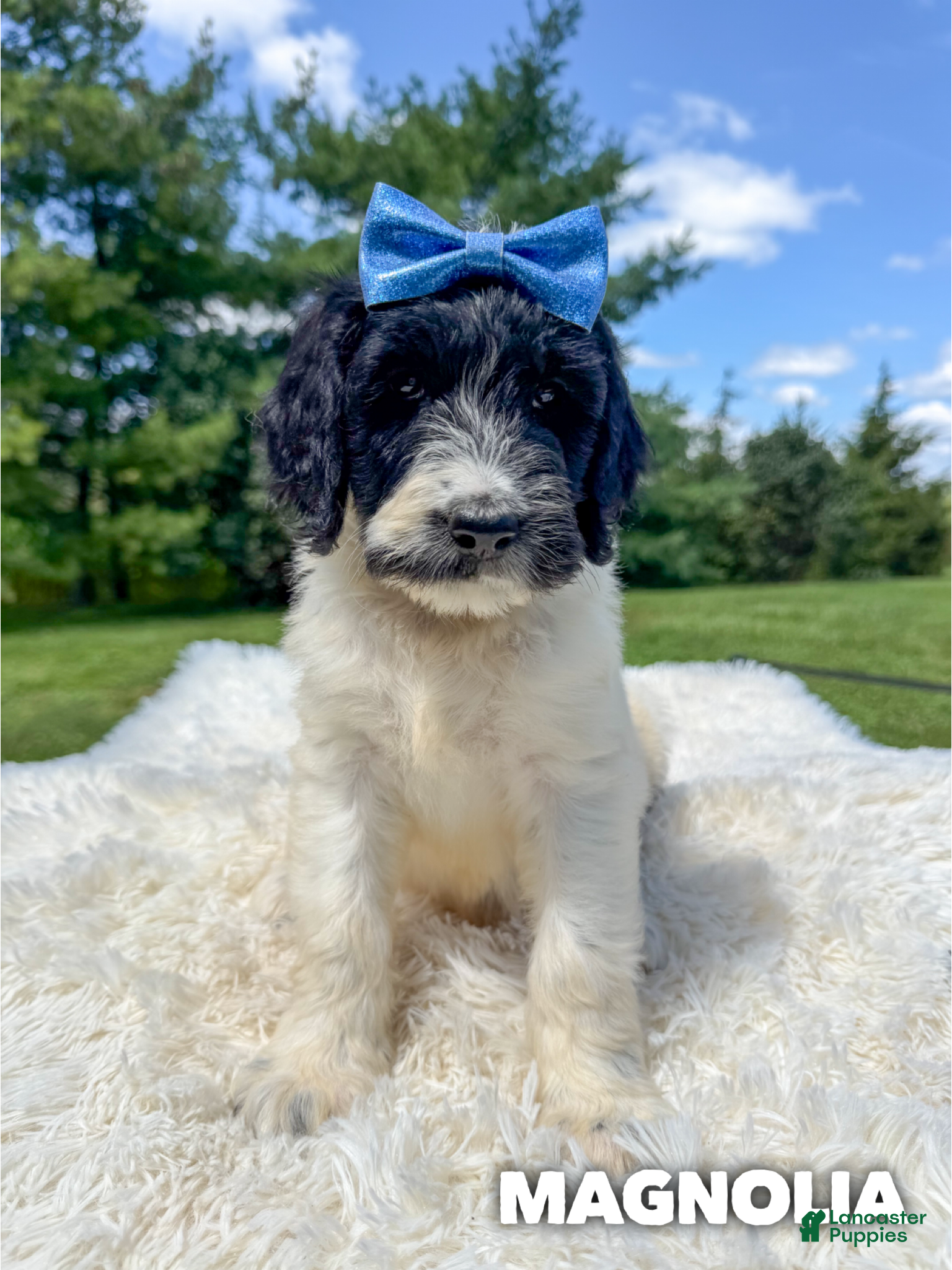 Goldendoodle dogs Magnolia - Standard F1b - Ad 19