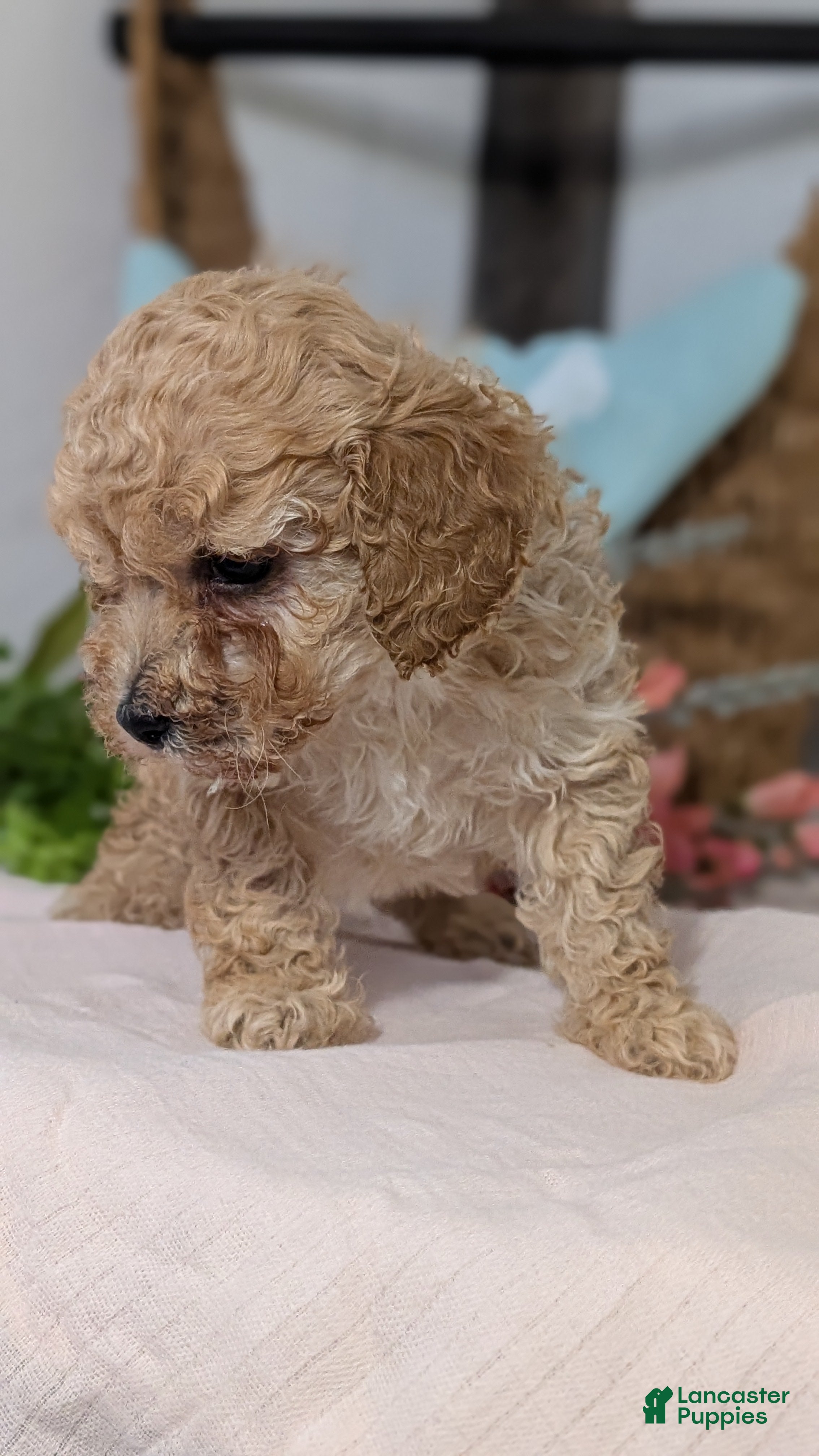 Miniature Poodle dogs Zeus - Ad 2
