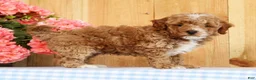 Mini Goldendoodle dogs for sale: Baxter - Ad 8