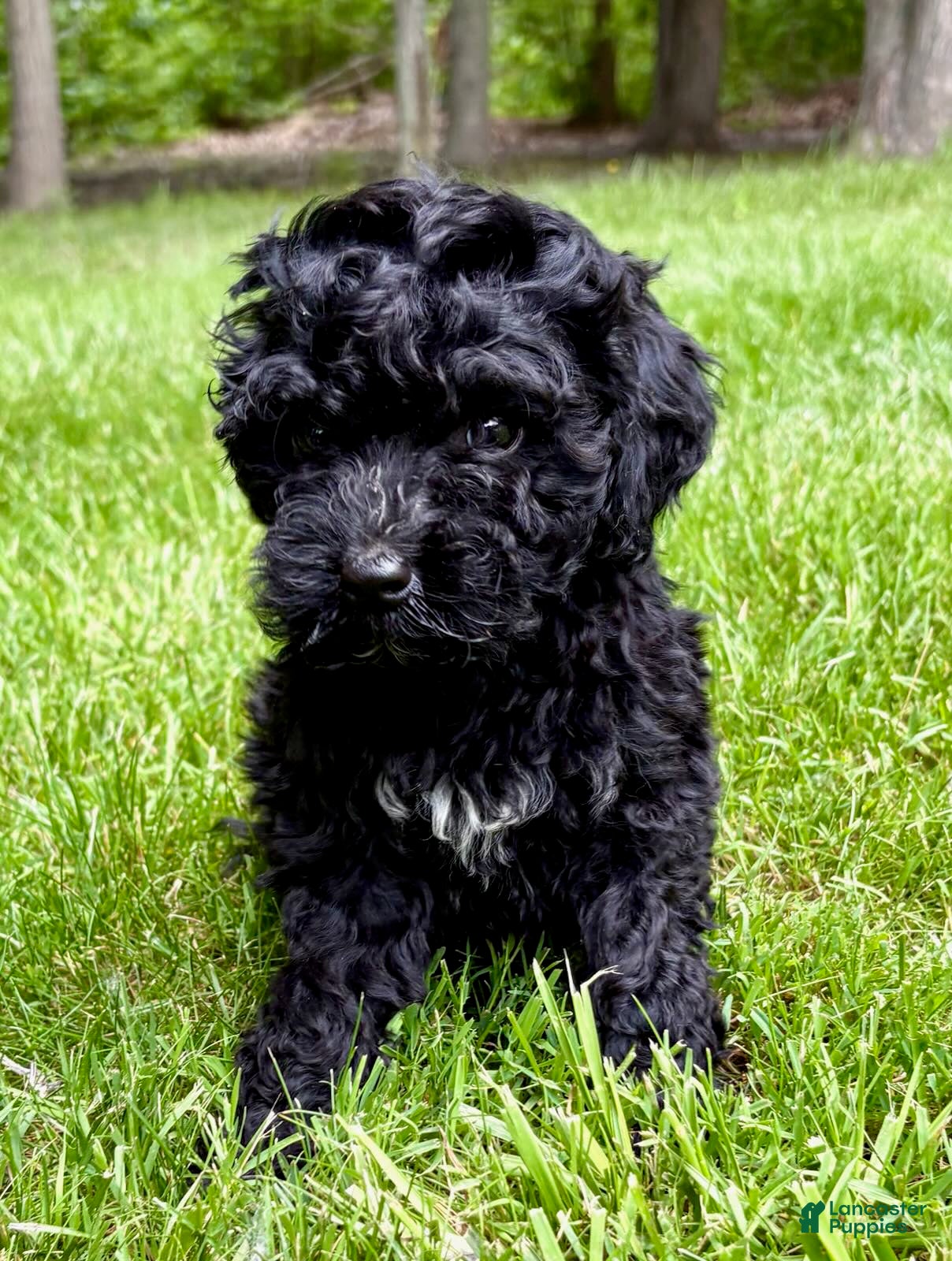 Yorkiepoo dogs Yorkiepoo Nina (Female) - Ad 2
