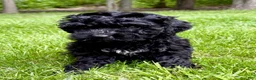 Yorkiepoo dogs for sale: Yorkiepoo Nina (Female) - Ad 2