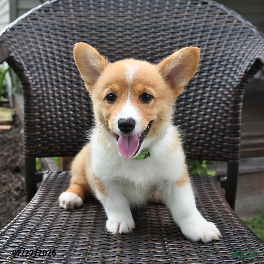 Welsh Corgi Pembroke dogs Pretzle - Ad 1