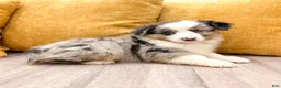 Miniature Australian Shepherd dogs for sale: Bingo - Ad 3