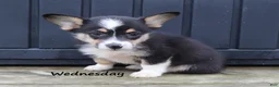 Welsh Corgi Pembroke dogs for sale: Wednesday - Ad 3