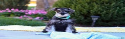 Miniature Schnauzer dogs for sale: Blake - Ad 5