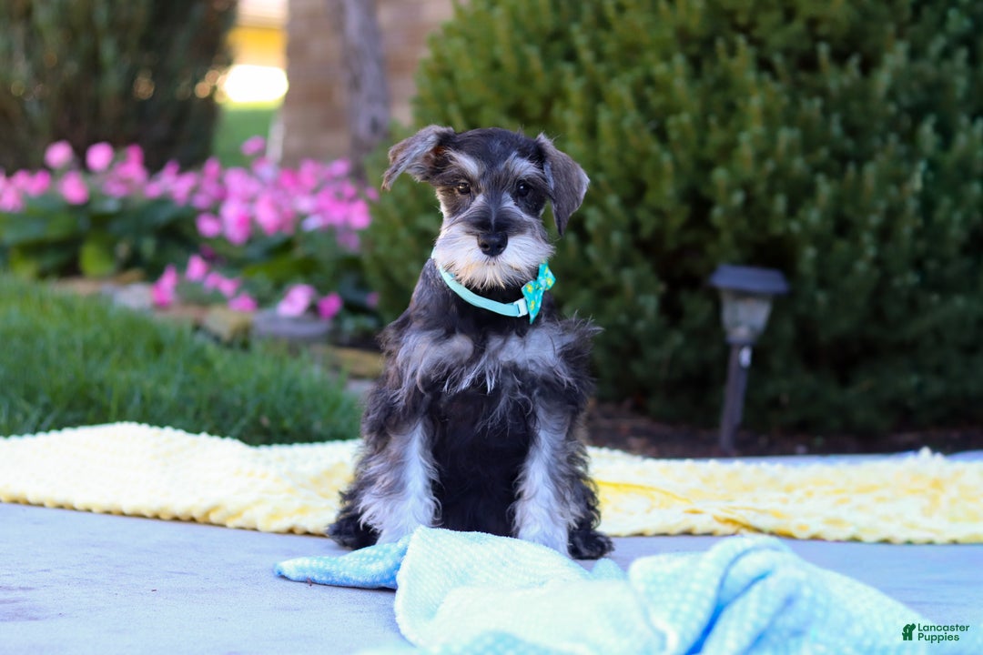 Miniature Schnauzer dogs for sale: Blake - Ad 5