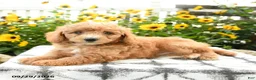 Bichpoo dogs for sale: Axel - Ad 1
