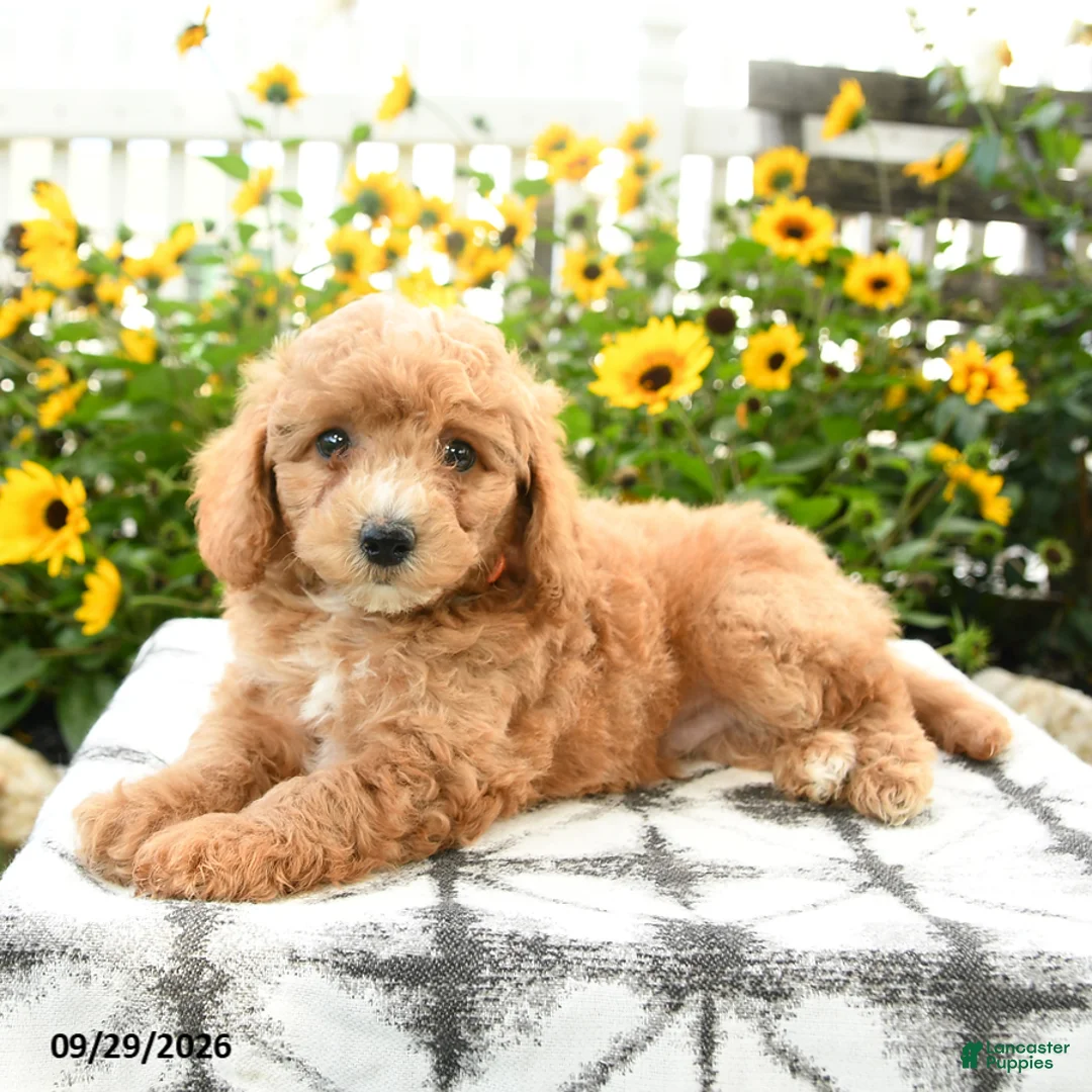 Bichpoo dogs for sale: Axel - Ad 1