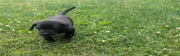 Labrador Retriever dogs for sale: Black Male (Green) - Ad 10