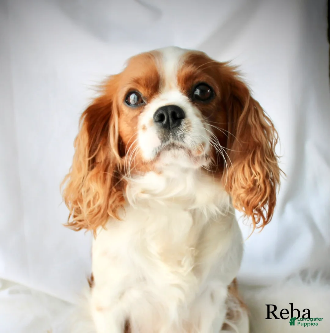 Cavalier King Charles Spaniel dogs for sale: Franklin - Ad 7