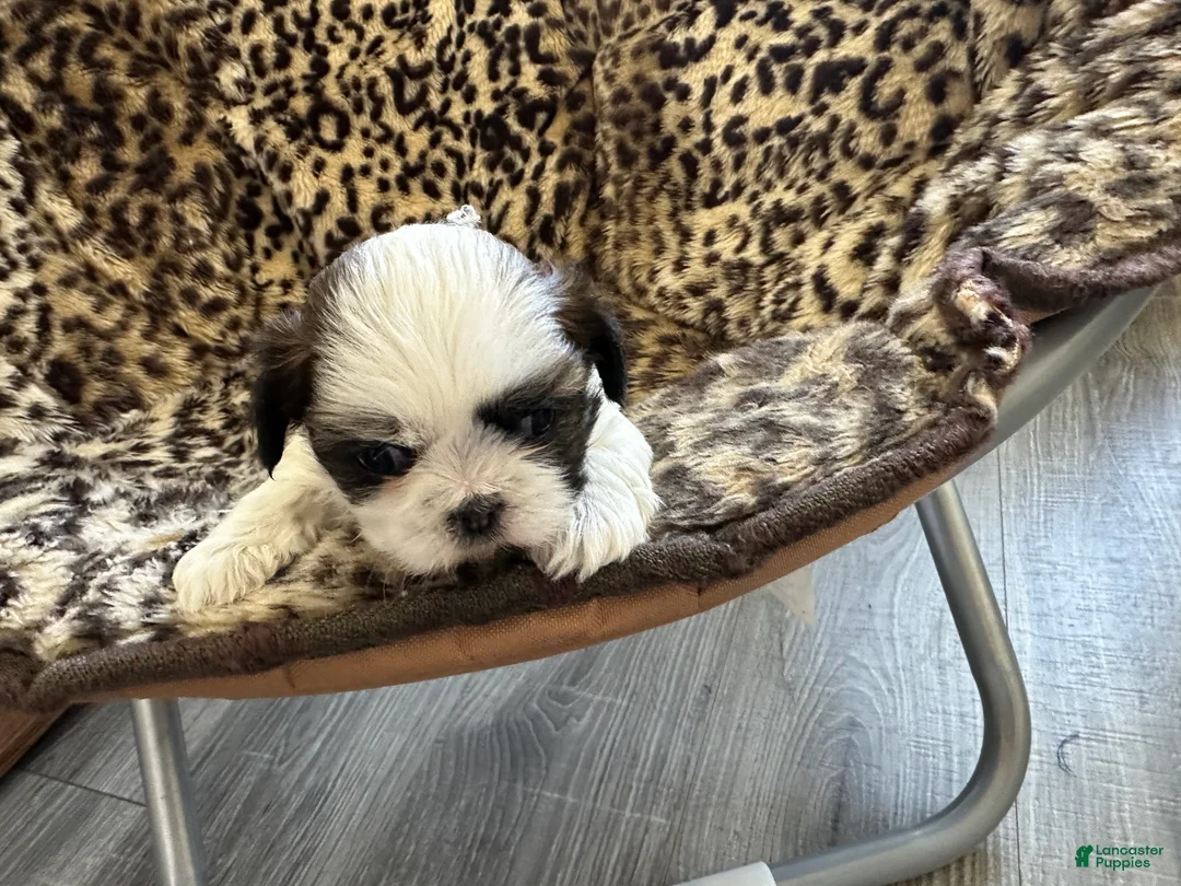 Shih Tzu dogs for sale: Shih Tzu Puppy 2 - Ad 1