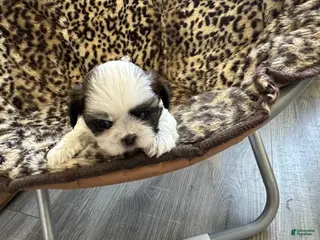 Shih Tzu dogs for sale: Shih Tzu Puppy 2 - Ad 2