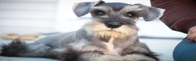 Quest Miniature Schnauzer (crate and leash Trained)