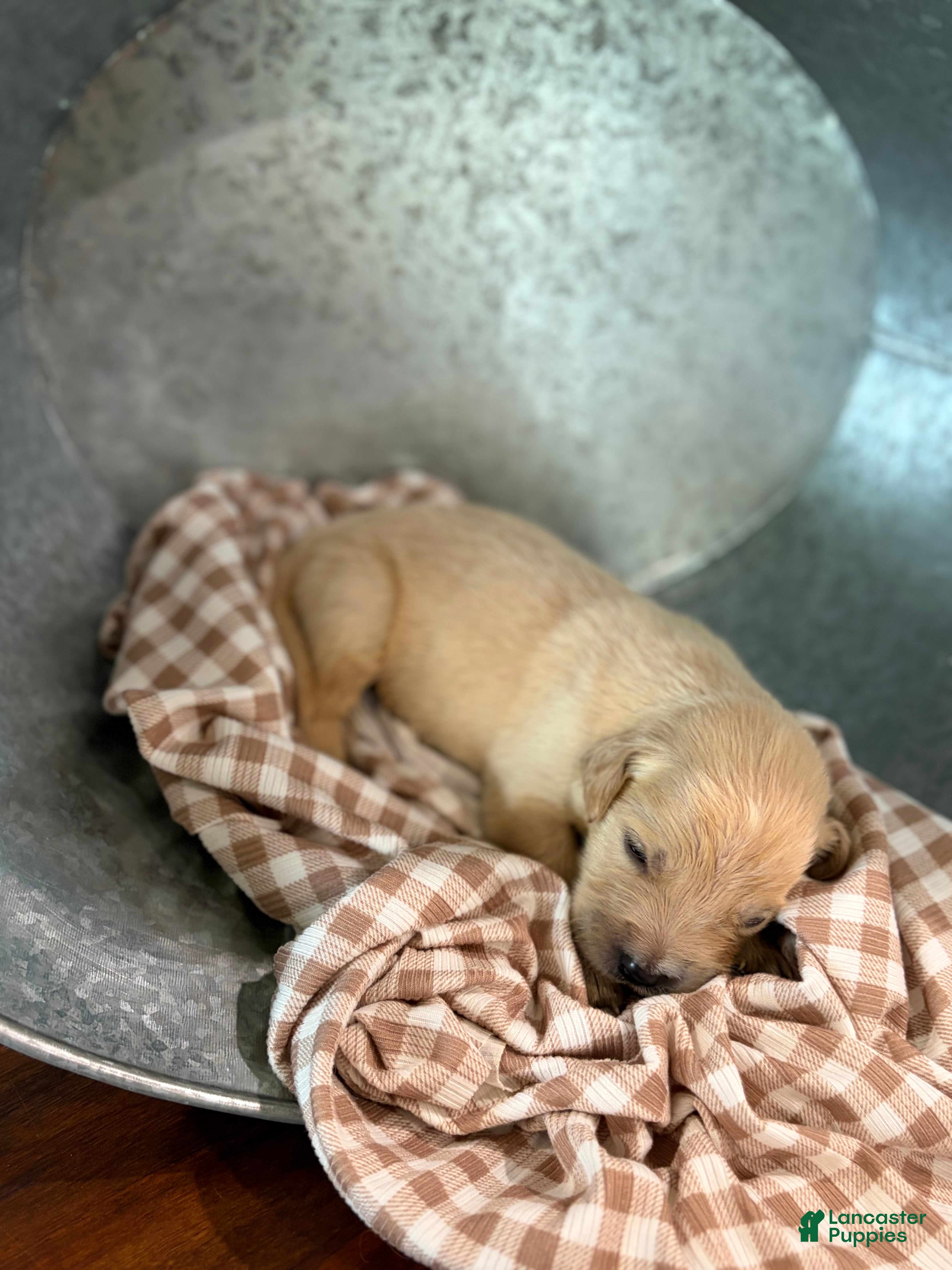 Golden Retriever dogs Golden Retriever 2 - Ad 2