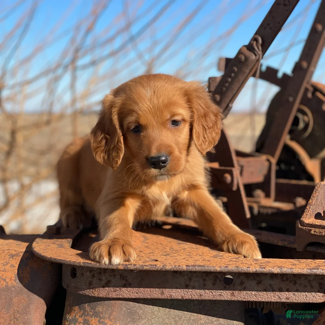 Mixed Breed dogs for sale: Ranger - Ad 4