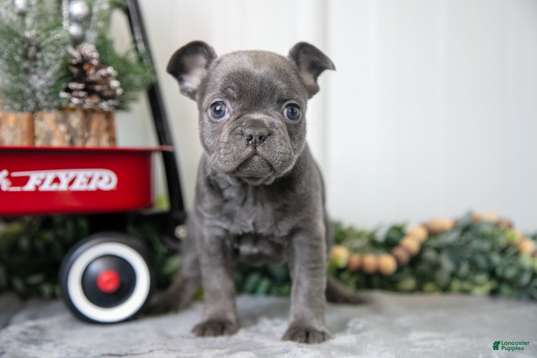 Mixed Breed dogs for sale: Meadow - Ad 2