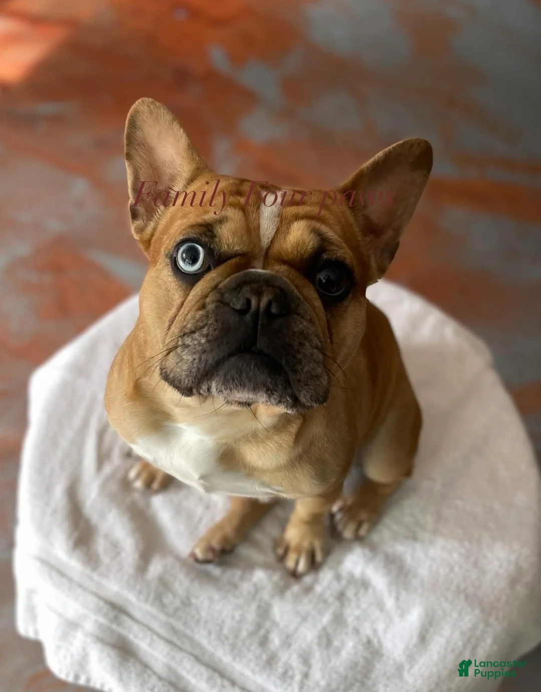Frenchton dogs for sale: Lilac  - Ad 7